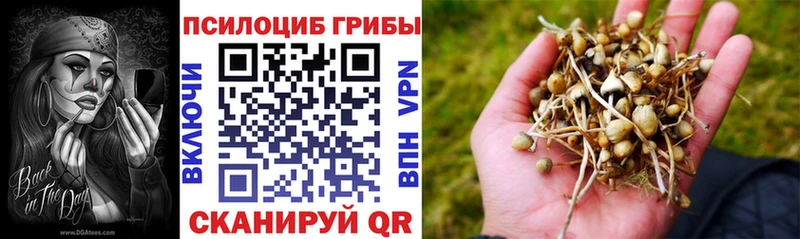 закладки Пыть-Ях Псилоцибиновые грибы Psilocybe